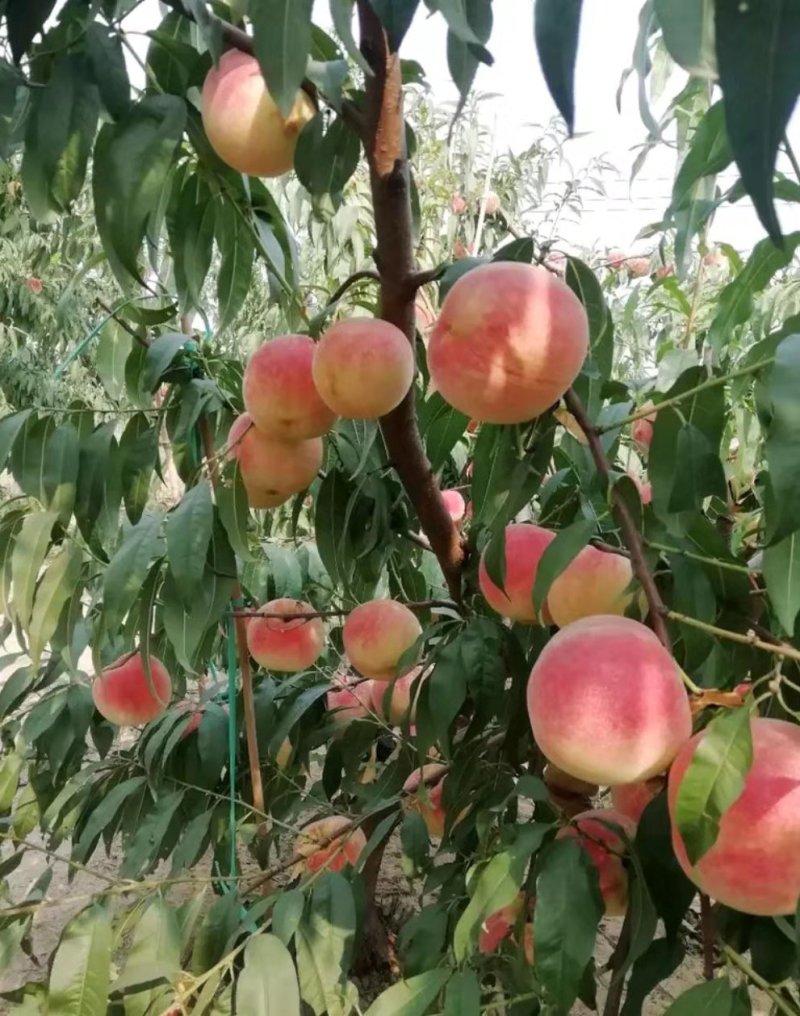 桃树苗低价桃树苗木基地《让农户放心桃树批发基地质壮苗纯