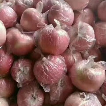 膜袋红富士苹果