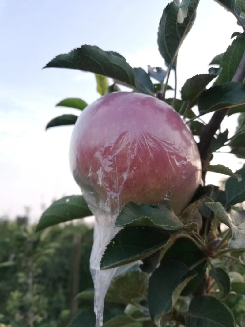 膜袋红富士苹果