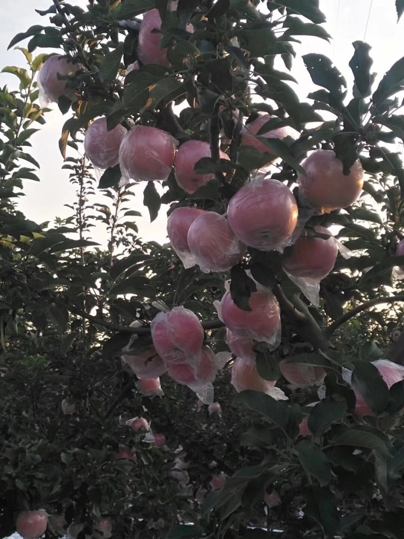 膜袋红富士苹果