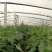 茄子种子绿罐茄子种子产量高抗病