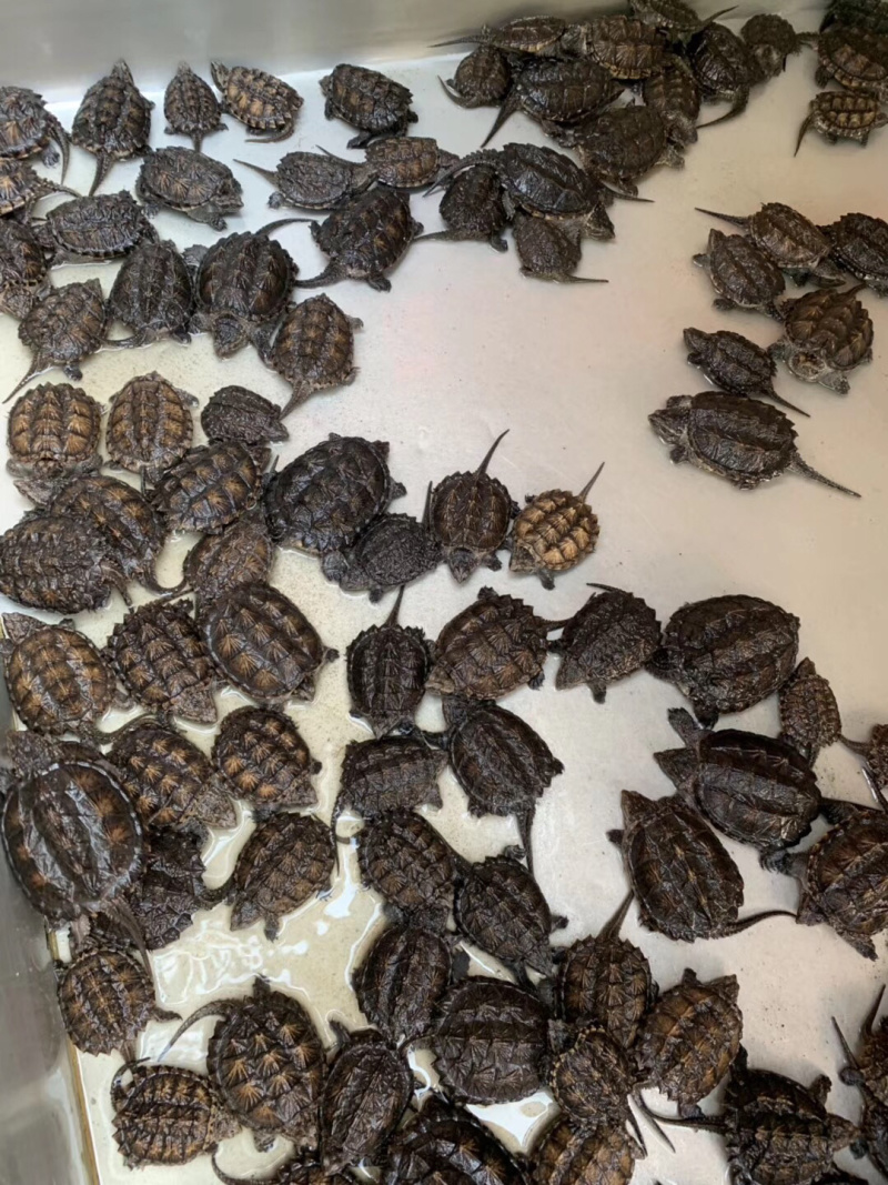 头鳄龟苗冷水鳄鱼龟苗