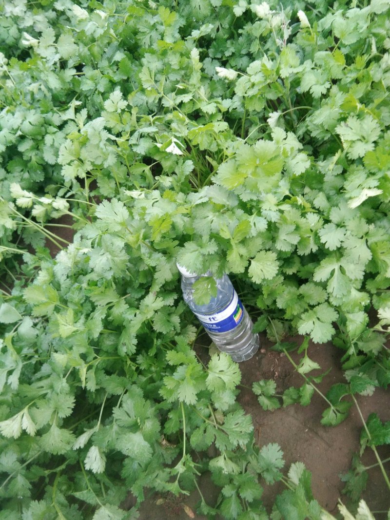 香菜