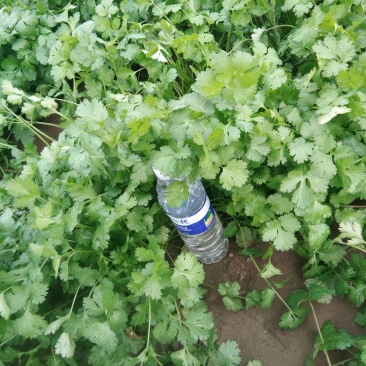 香菜