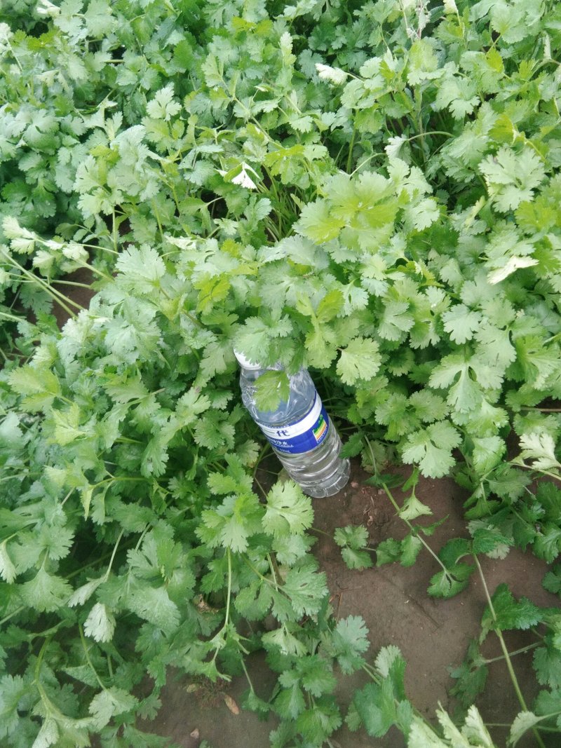 香菜