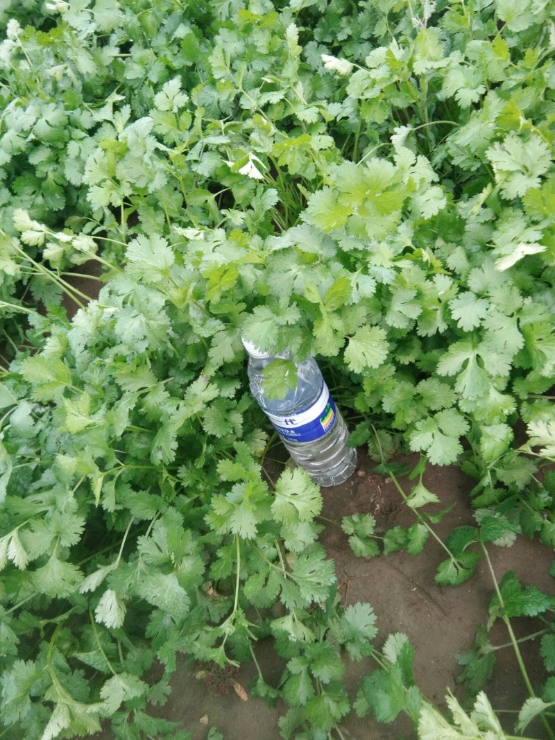 香菜