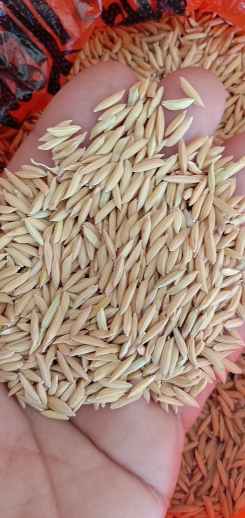 野香优丝苗优质稻