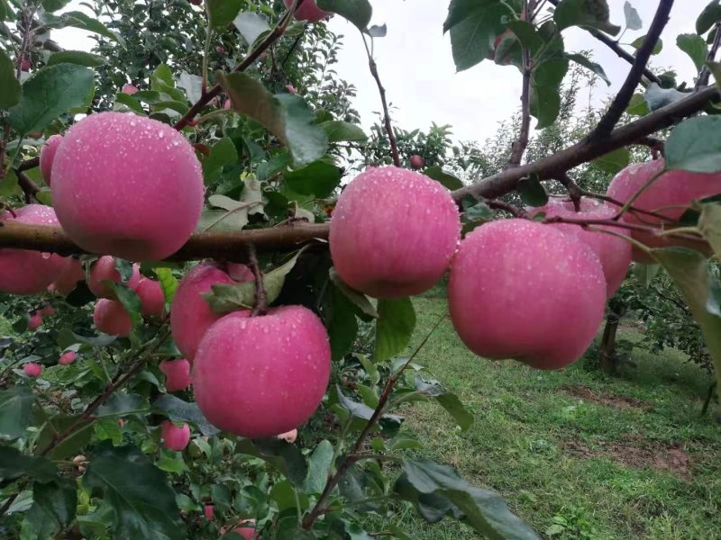 白银靖远冰糖心红富士苹果