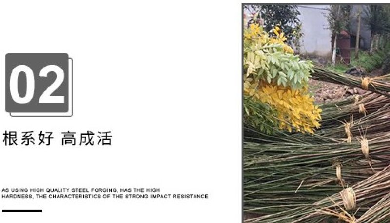 红梅苗骨里红，原生嫁接，绿梅，红梅盆栽