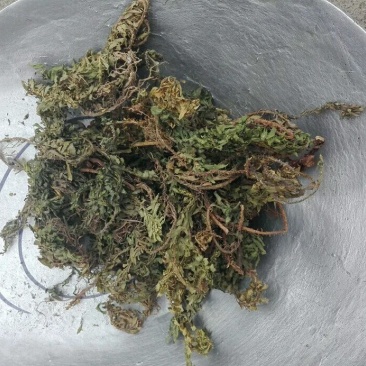 千层塔产地直供支持线上交易可搭配多品种采购大货联系