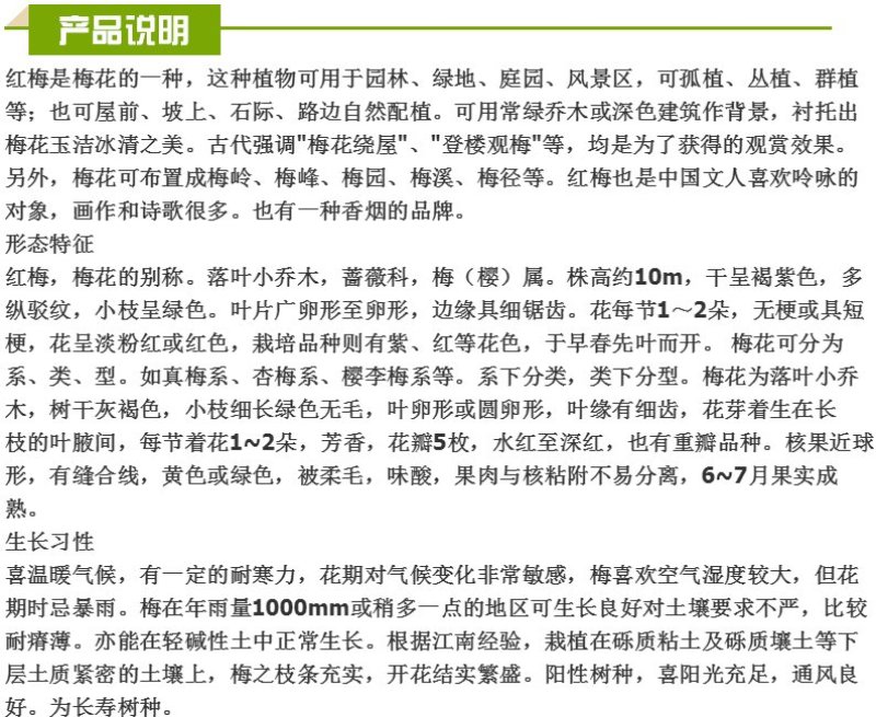红梅苗骨里红，原生嫁接，绿梅，红梅盆栽