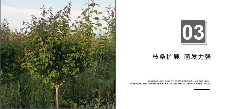 红梅苗骨里红，原生嫁接，绿梅，红梅盆栽