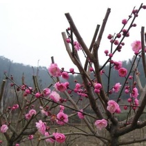 红梅苗骨里红，原生嫁接，绿梅，红梅盆栽