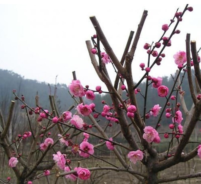 红梅苗骨里红，原生嫁接，绿梅，红梅盆栽