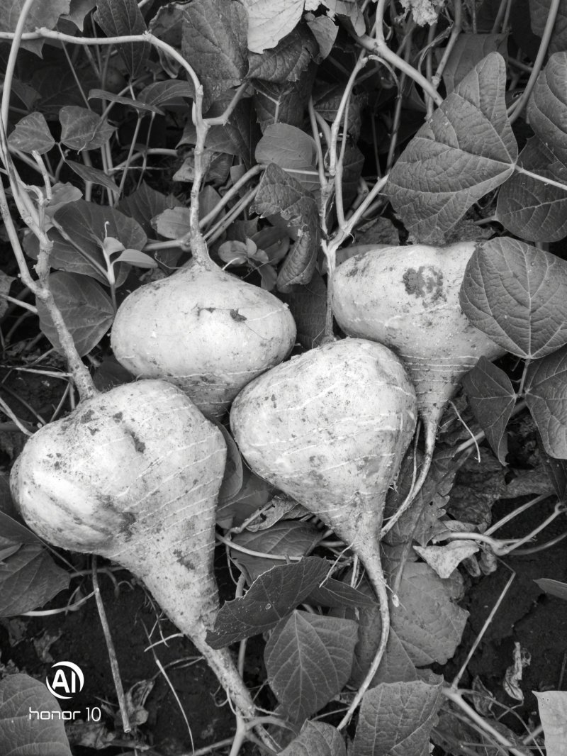 薯芋类地瓜已经上市了，