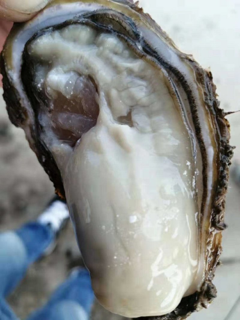 正宗乳山刺身级生蚝