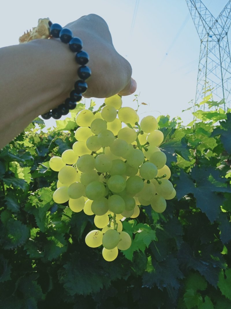 大泽山葡萄大量成熟欢迎骚扰