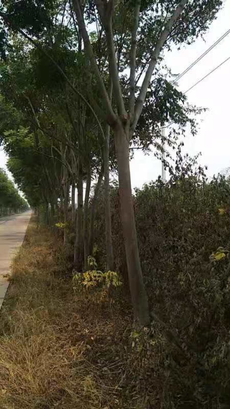 绿化苗木