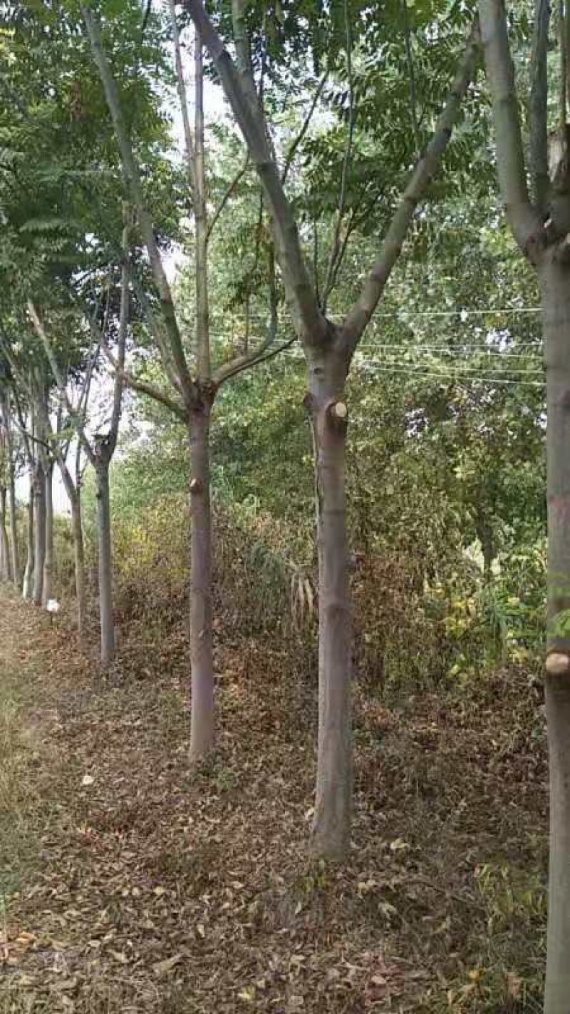 绿化苗木