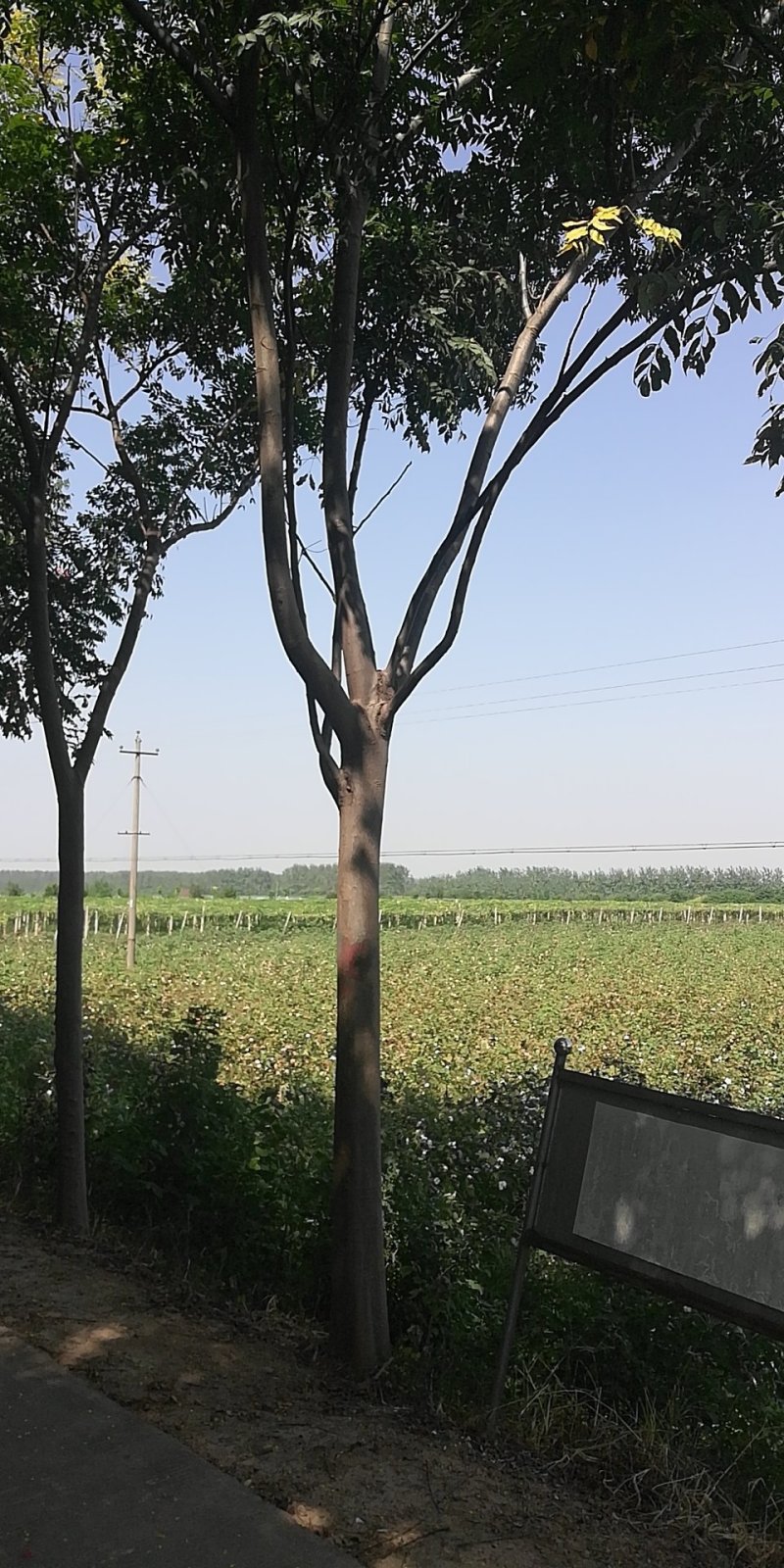 绿化苗木