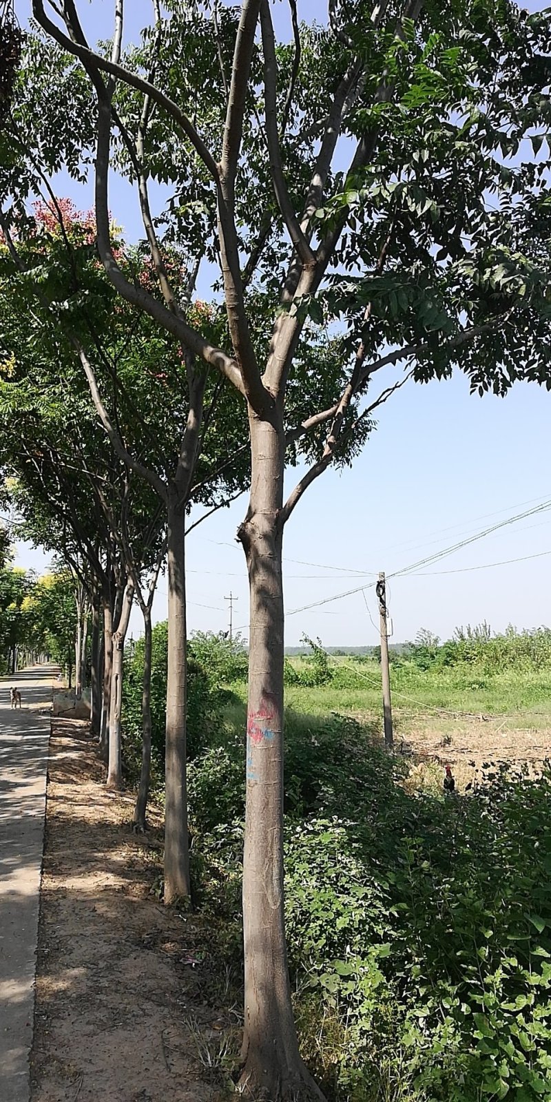 绿化苗木