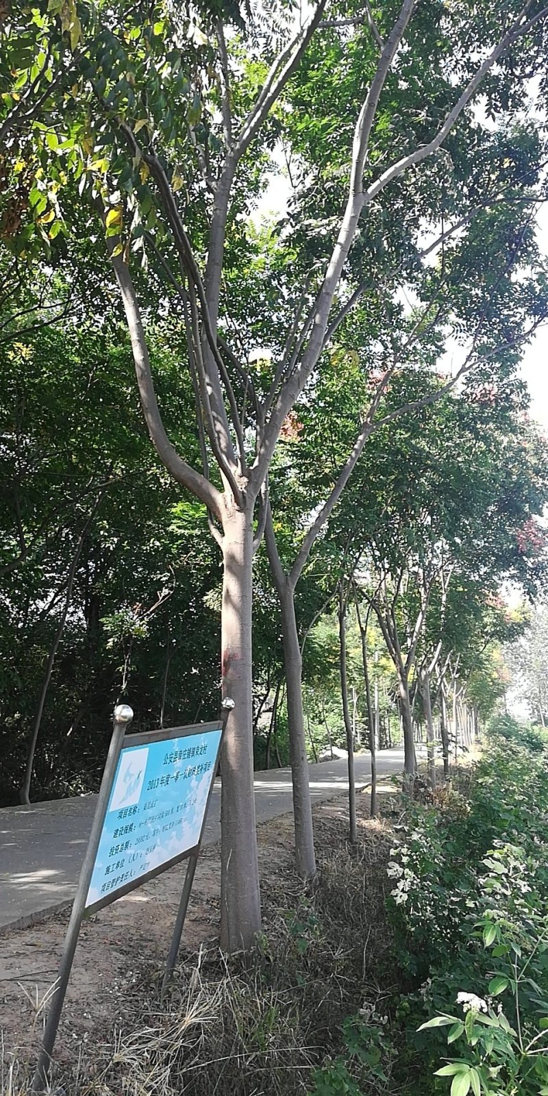 绿化苗木