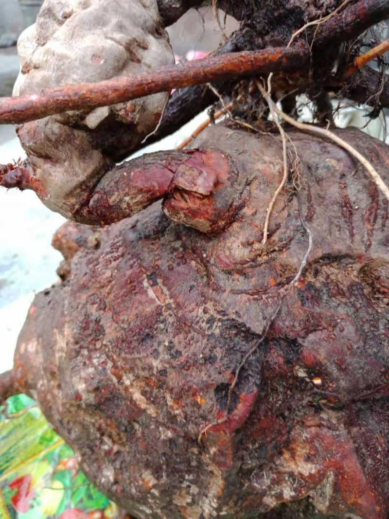 野生何首乌，统货，选货，规格齐全，保质保量，全国发货