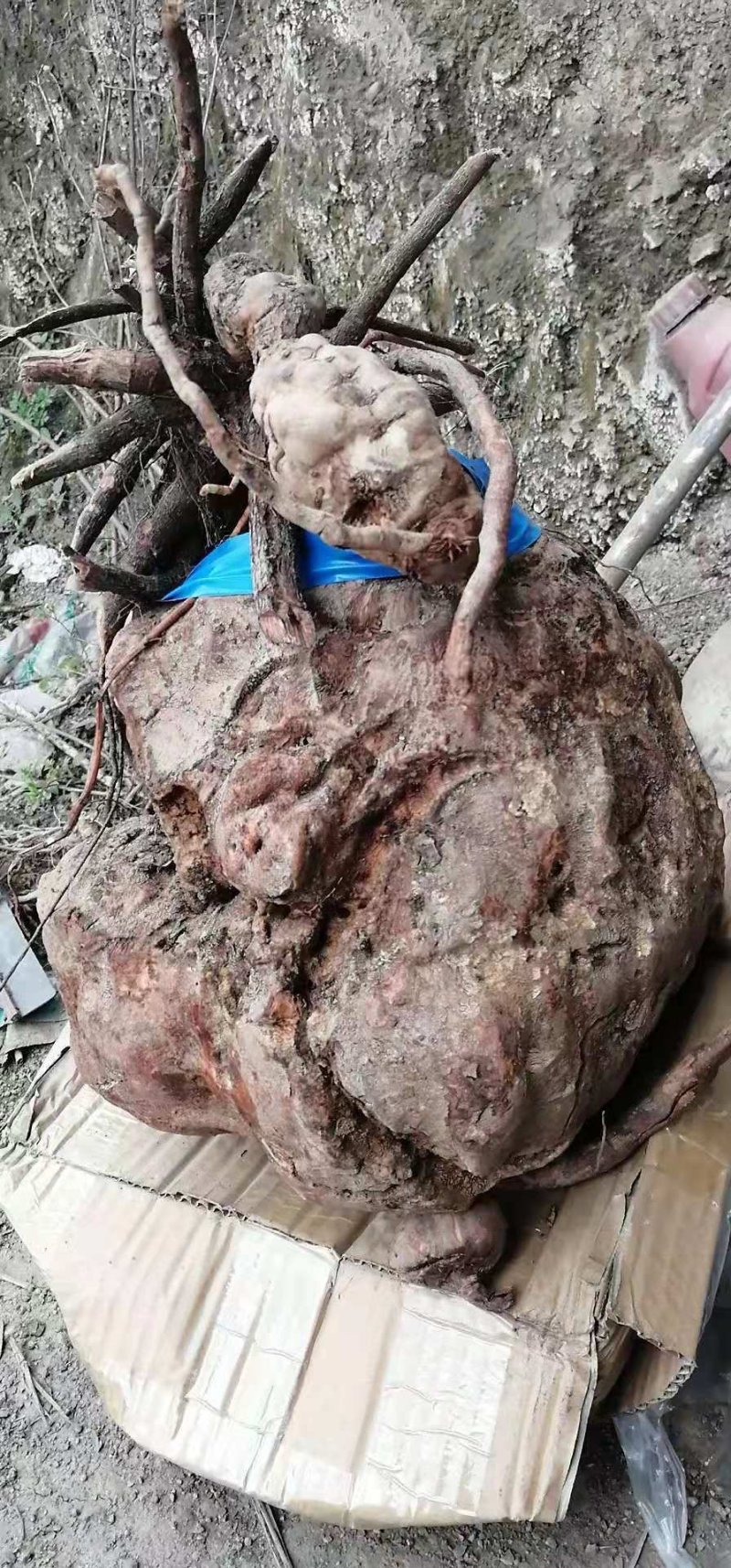 野生何首乌，统货，选货，规格齐全，保质保量，全国发货