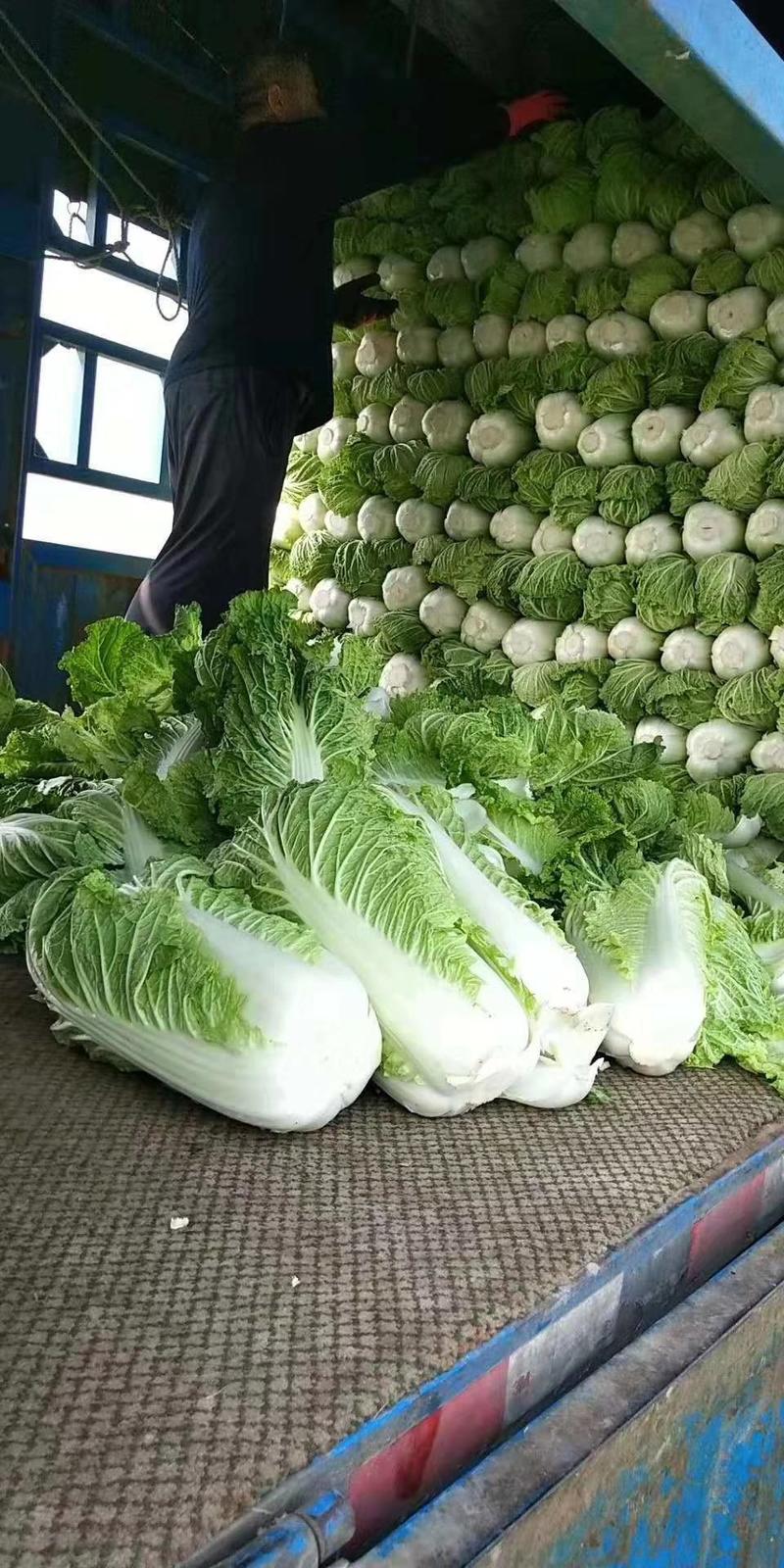 大白菜【基地直供】叶绿鲜嫩现货保质保量供应中