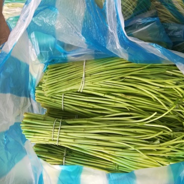 精品芦蒿