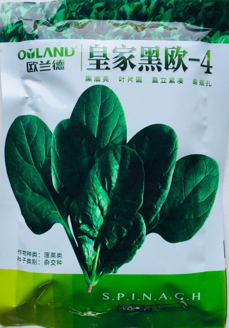 欧兰德皇家黑欧一4菠菜种子