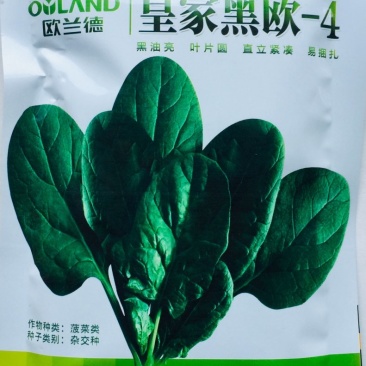 欧兰德皇家黑欧一4菠菜种子