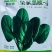 欧兰德皇家黑欧一4菠菜种子