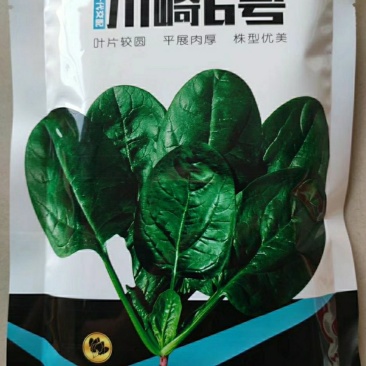欧兰德川崎6号菠菜种子