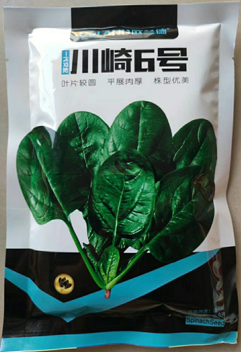 欧兰德川崎6号菠菜种子