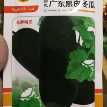【精选】广东黑皮冬瓜种子炮弹型大果高产抗病肉厚转色快