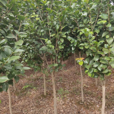 宜宾茶花|重庆茶花|七星茶花