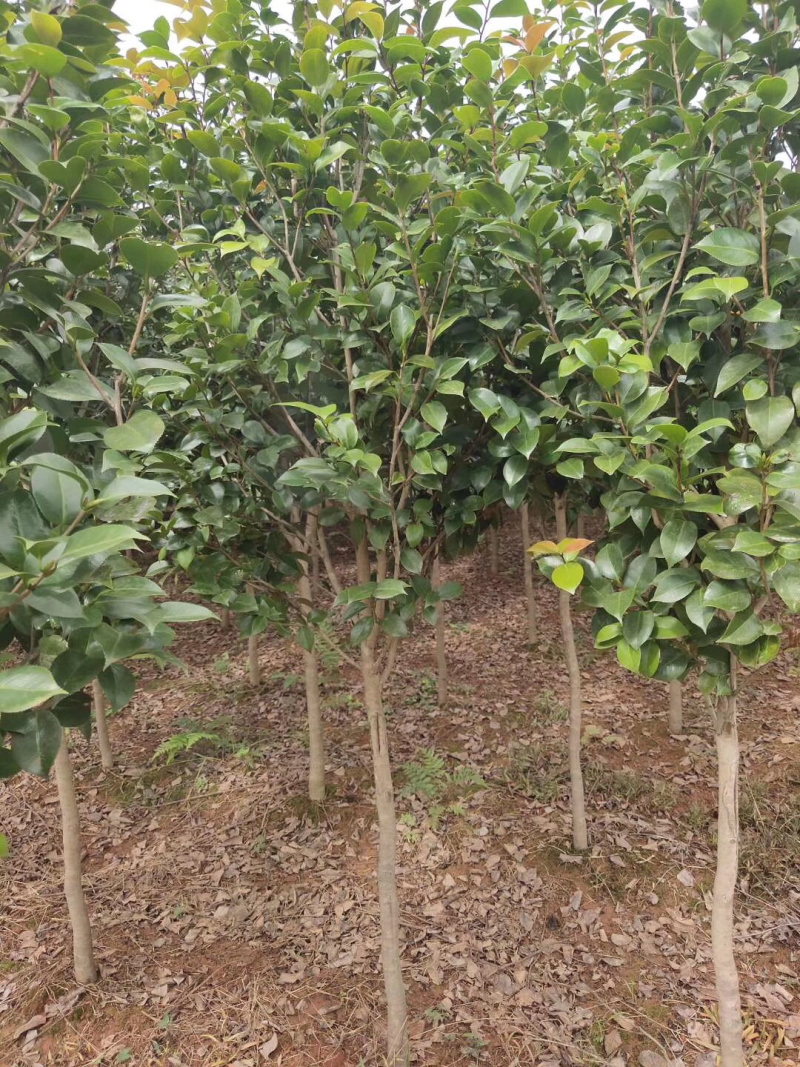 宜宾茶花|重庆茶花|七星茶花