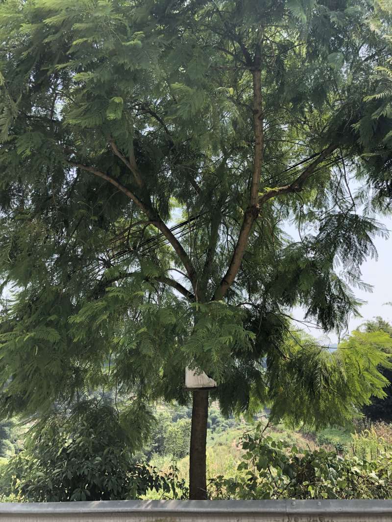 宜宾茶花|重庆茶花|七星茶花