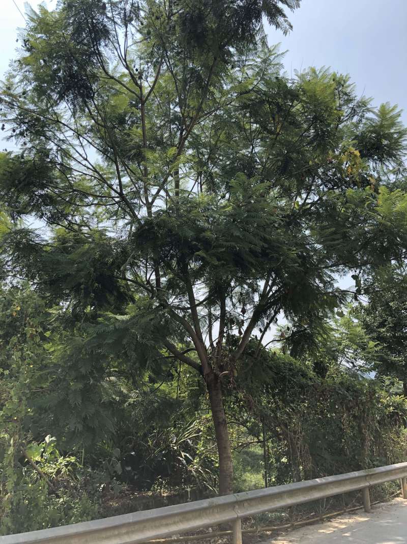 宜宾茶花|重庆茶花|七星茶花