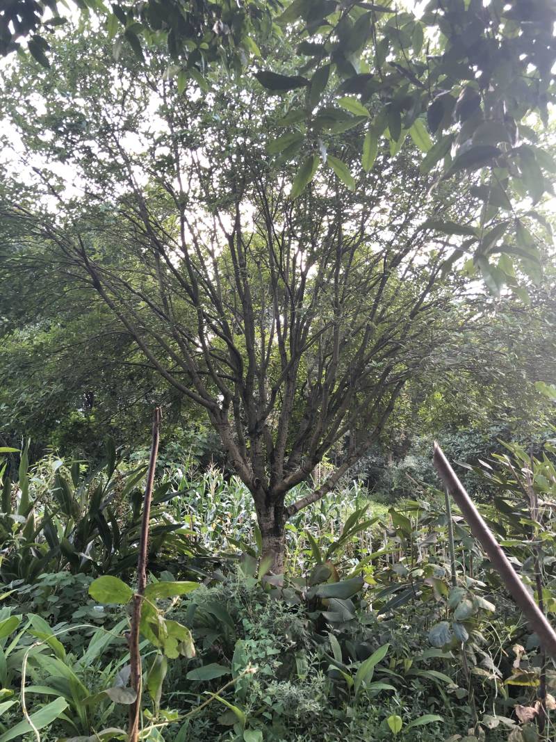 宜宾茶花|重庆茶花|七星茶花