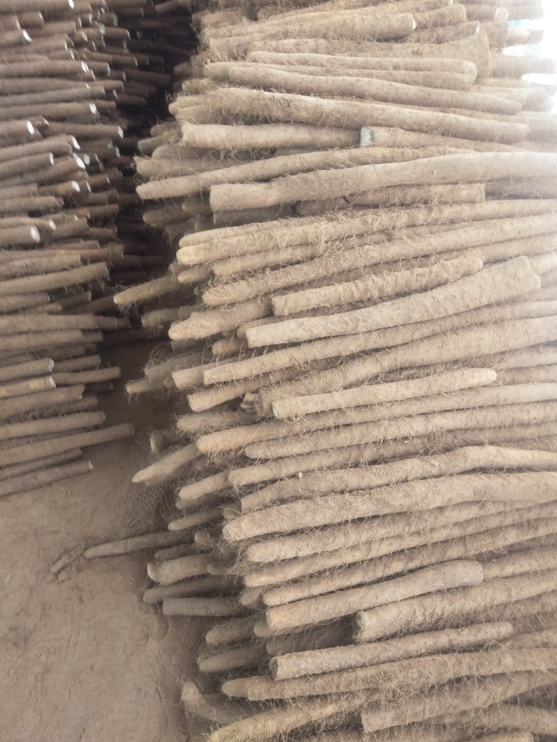 河北省邯郸市大名县白玉山药大量上市中价格便宜。