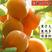 【热卖】巨蜜王杏树苗包成活包品种全程提供技术指导现挖现卖