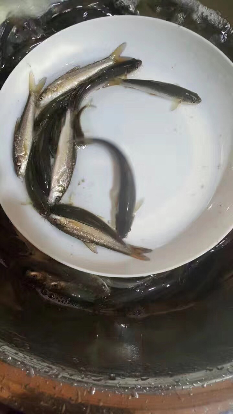 优选淡水银鳕鱼苗高档鱼苗好养快大成活率高技术指导