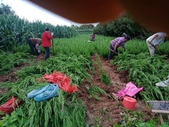 嫁接操作示意图