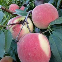 冬桃桃苗，晚熟优良品种晚熟，耐藏，个大，丰产，效益高