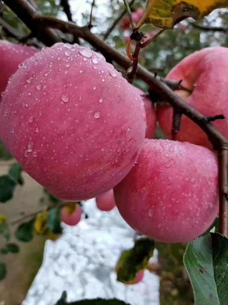 甘肃省红富士苹果有大有甜