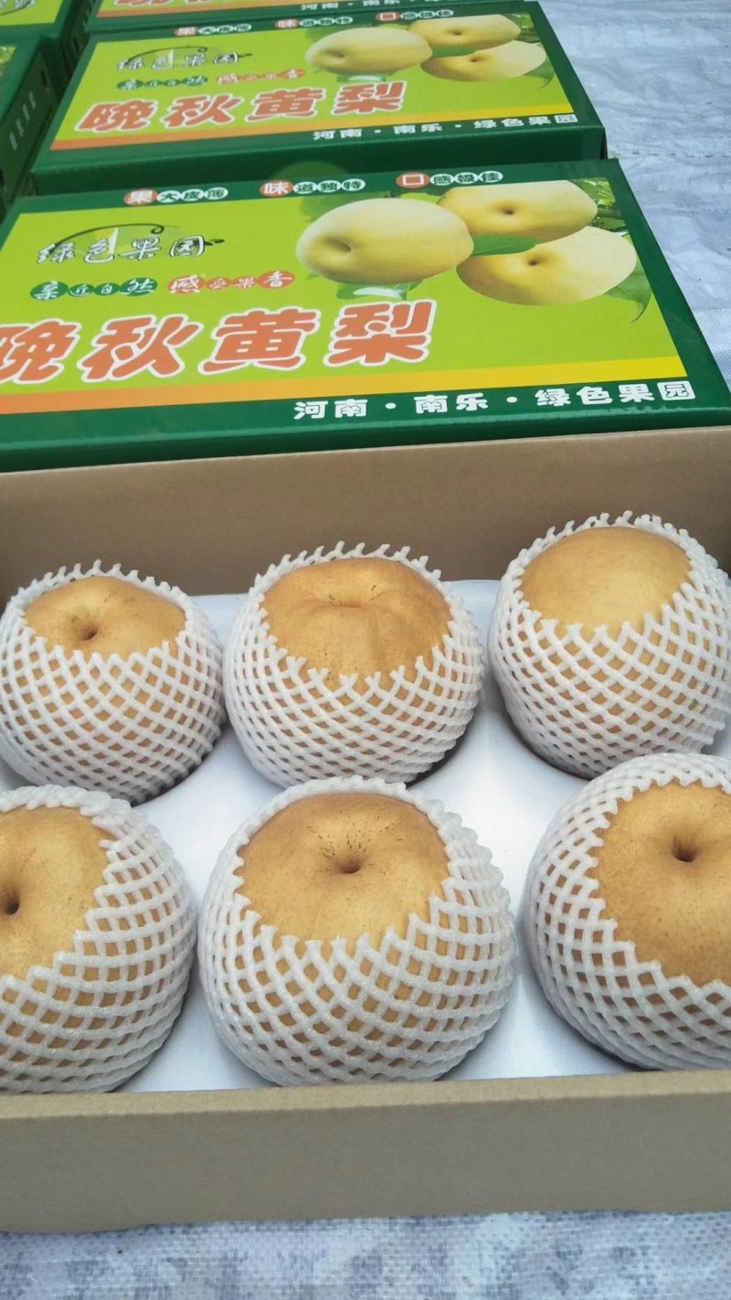 晚秋黄梨，大量供应，馆陶县众康果品站供应各种货源