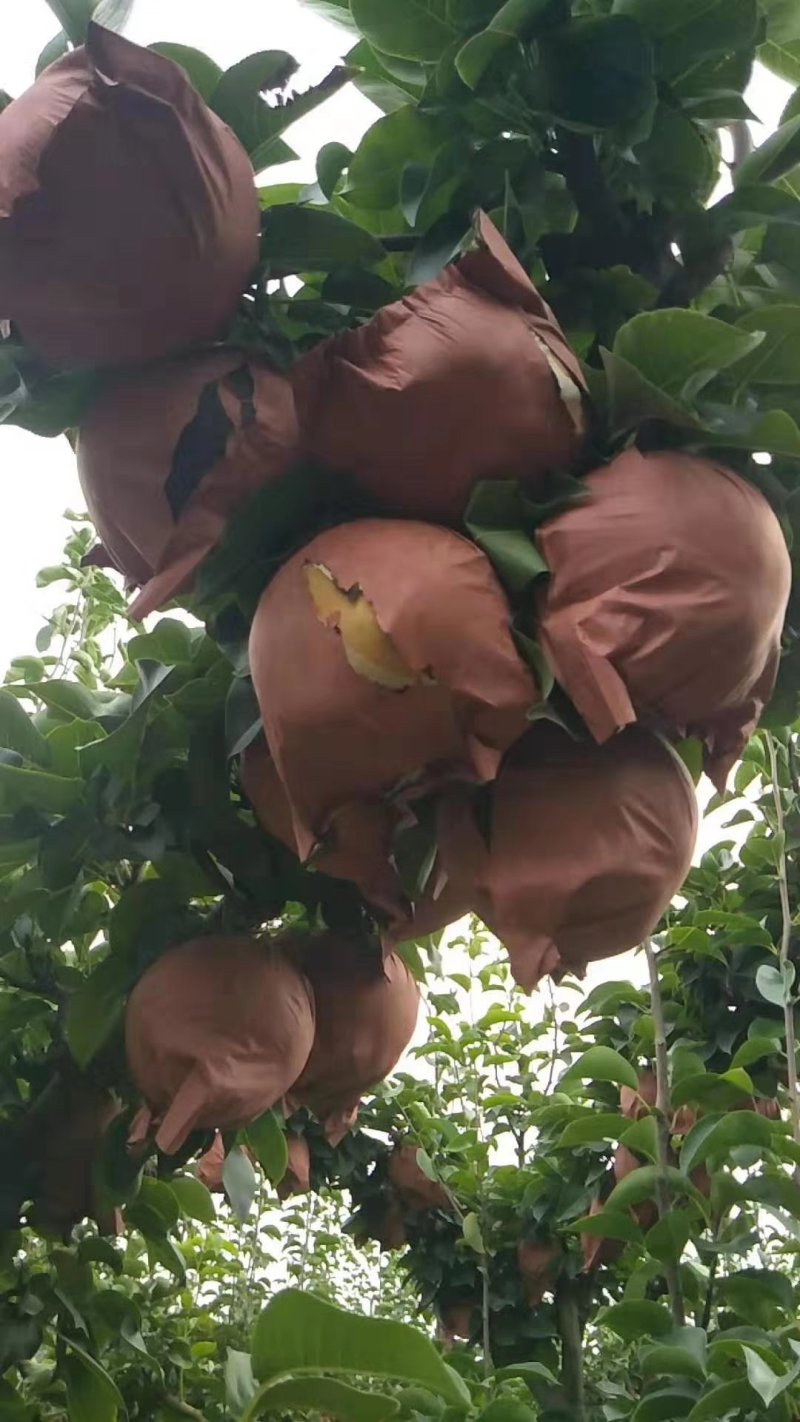 晚秋黄梨，大量供应，馆陶县众康果品站供应各种货源