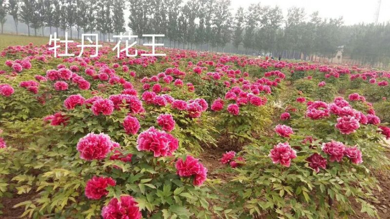 观赏嫁接牡丹苗保品种，保成活，保证质量，现要现挖